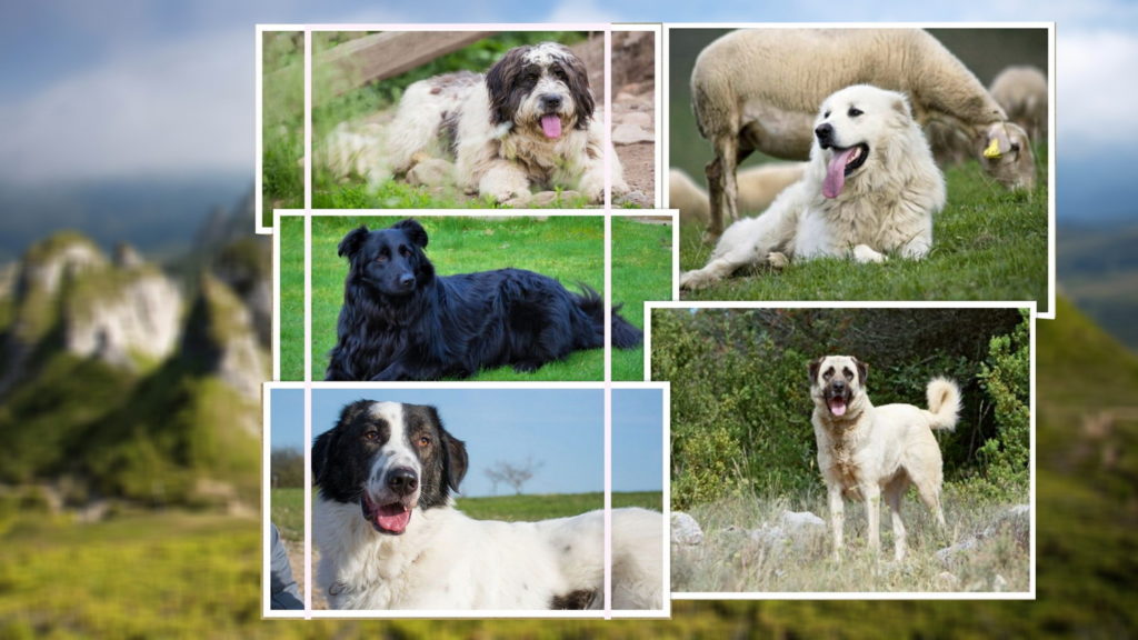 Die häufigsten Herdenschutzhunde in Rumänien